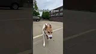 Dogs who are obsessed with fetch are a force to reckon with. #fetch #doglife #chuckit