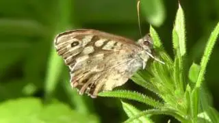 Ein Waldbrettspiel Schmetterling fliegt. Bodenheim. Slow motion 1/4
