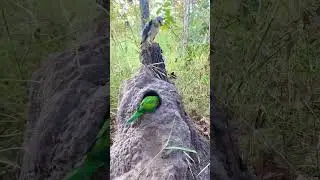 A man see parrot laying eggs in a hole underground part 01. #birds #nature #animals #wildlife #nest
