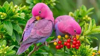 Birdsong in Forest 🌲🐦 | Calming Nature Sounds for Better Sleep, Focus & Relaxation