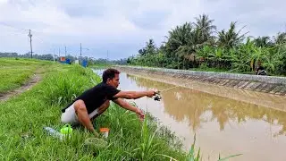 LIVE MANCING TAWES