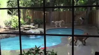 Safari Pet Resort: Where Pets Go On Adventure!