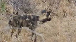 Following Wild Dogs Idube/Sabi Sands 9.19.24