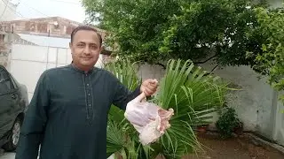 Lamb||Leg ||Steam||Roast||Qabli||Pulao||Village||Food||Pakistan