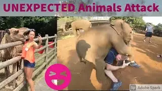 UNEXPECTED Animal ATTACKS! Gone Funny😂😂😂Wildest Animal Moments #videoslift