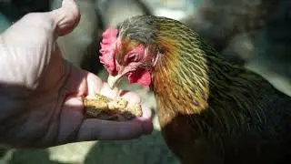 Mary's Gone Crackers - Super Seed.  Chickens review but human does too.