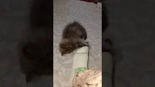 Cute kitten 🐾 is playing with socks 🧦#kitten #cat #trendingshorts #catkitten #shortvideo