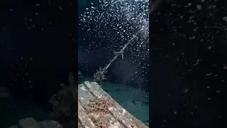 POV Underwater Discovery: Sunken Cargo Ship with Military Tanks & Hidden Weapons