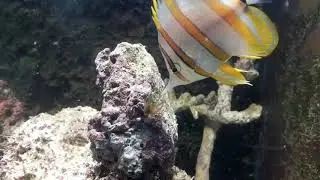 copperband butterfly fish eating aiptasia