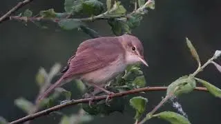 Buschrohrsänger (Acrocephalus dumetorum), singt in der Fischerhuder Wümmeniederung, 17.06.2025