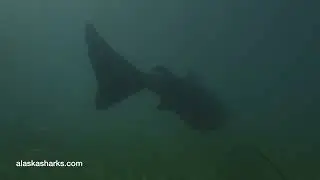 Pacific Sleeper Shark swimming in the shallows