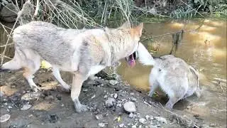 Czechoslovakian Wolfdog pack 