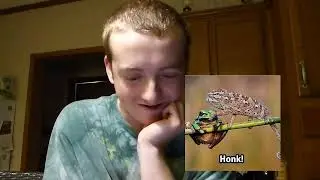 Funny Reptile Memes!