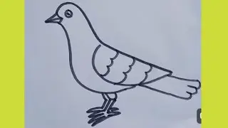 Easy Pigeon Drawing Step by step | Simple Pigeon Bird Drawing  || @kspdrawing