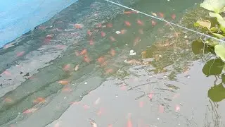 The Surprising Science of Fish Farming