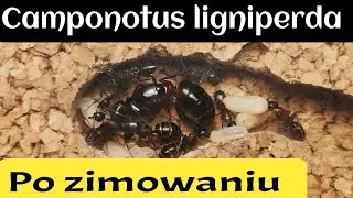 C. ligniperda po zimie 🐜// Odnawiam arenę 🐜 // Zapowiada się dobry rok 🐜 //