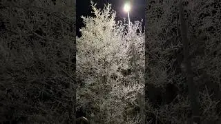 หิมะกับต้นไม้ตอนกลางคืน #snow #winter #nature