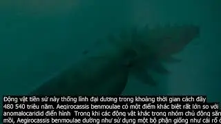 Điếng hồn trước con t&ocirc;m &ldquo;khủ.ng&rdquo; d&agrave;i 1,8 m