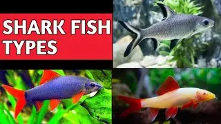 Types of freshwater sharks | Freshwater shark species | Freshwater Shark fish .
