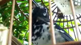 AK Ngeroll Lagi