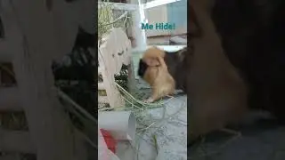 Guinea Pig Hides From Me