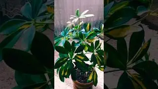 #WHERE SHOULD A SCHEFFLERA PLANT BE PLACED? IS THIS PLANT INDOOR OR OUTDOOR? #SCHEFFLERA #shorts
