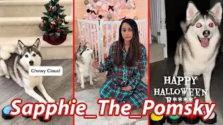 NEW Sapphie The Pomsky Funny  Dog TikToks 2025 - Best Sapphie_The_Pomsky Tik Tok Videos .