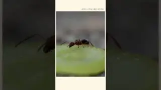 Macro ant photography! 😮📸
