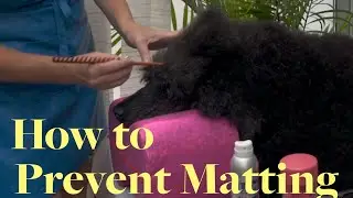 How to Prevent Matting on Your Dog!