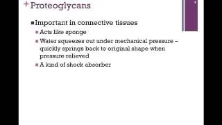 080-Proteoglycans