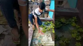 একুরিয়াম এর দুটো মাছ মোরে গেলো🐠😢(214) bengali village fishing video | bengali village fishing vlog