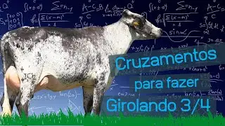 Girolando 3/4: Guia rapido de Cruzamentos