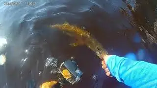 Epic day catching SNOOK on artificial while wade fishing rail-road bridge!