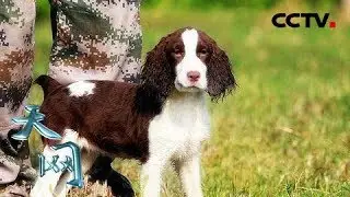 《天网》警犬成长记：萌宠大变身 | CCTV社会与法