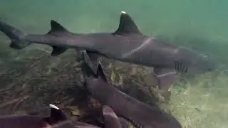 Galapagos (Intrepid Travel) Highlights reel