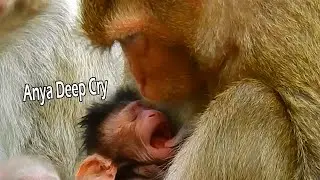 Original Crying Lastest Baby Anya Cries Due To April Lack Milk | Anya Real Hungry Her Mum Milk