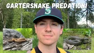 Gartersnakes eating Treefrogs! Rubber Boas and Newts
