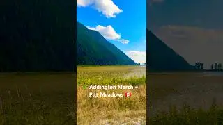 Hidden Gem: Addington Marsh, Pitt Meadows 🌿✨ #shorts #travel #hiking #beautiful #canada