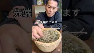 枯れてるのか生きてるのか分からない植物の見分け方 #植物 #ガーデニング