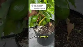Можно ли выращивать авокадо в горшках? 🥑🌱
