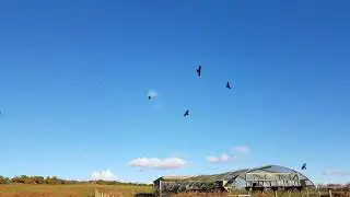 Choughs arriving at the aviary