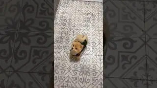 #littledogs #shortvideo #shortviral #shortsvideo #short #shorts ##davidbisbal #buleria #love #tiktok