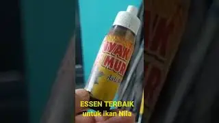 ESSEN terbaik untuk mancing ikan nila...!!