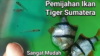 Budidaya Ikan Tiger Sumatera / Tiger Barb Dengan Mudah Di Rumah