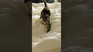 Tiny Kitten, Big Energy! 🐱💥#KittenPlaytime #CuteKitten #TinyFurball #Kittens #PawPawFun #MeowMoments