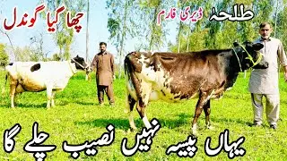 Talha dairy farm | Big and best cow for sale in punjab | Pakistan cows | Bismillah best | 4 March 20