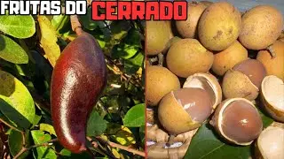 AS FRUTAS Brasileiras ESTRANHAS Nativas do CERRADO Mais CURIOSAS e INCRÍVEIS
