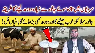 How to Increase Cow & Buffalo Milk in Winter | Dairy Farming Profit Guide