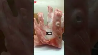 BATU CORAL ASAL INDONESIA?! PART 2 #grilaboratory #adamharits #tanyagemolog #coral