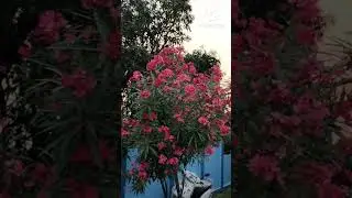 Beautiful Pink Kaner(oleander) Flowers #viral #shortvideo #viralshort -Need Subscribers 🙏🙏